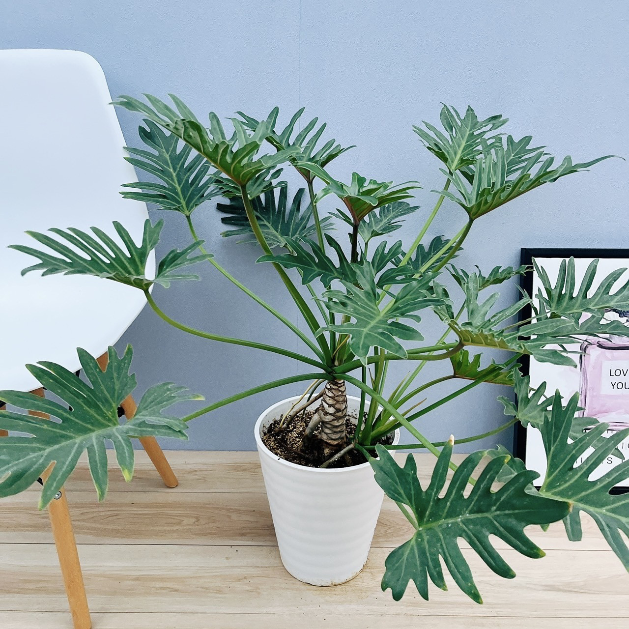 現品］13番 フィロデンドロン ジャイアントザナドゥ 幹上がり 8号 観葉