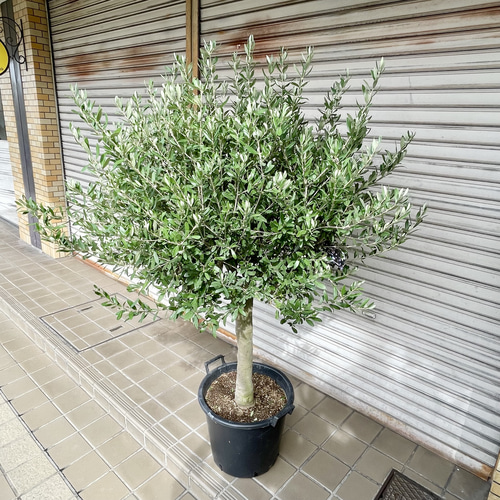 現品 超特大 盆栽樹形 オリーブの木 souju シプレッシーノ 現品 超特大 盆栽樹形 オリーブの木 souju シプレッシーノ