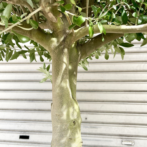 現品 超特大 盆栽樹形 オリーブの木 souju シプレッシーノ 現品 超特大 盆栽樹形 オリーブの木 souju シプレッシーノ
