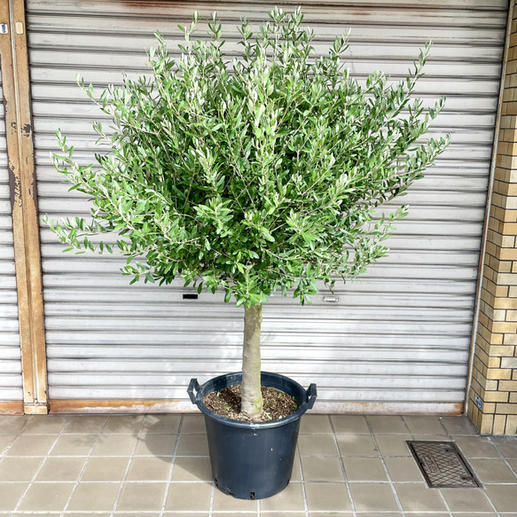 現品 超特大 盆栽樹形 オリーブの木 souju シプレッシーノ 現品 超特大 盆栽樹形 オリーブの木 souju シプレッシーノ
