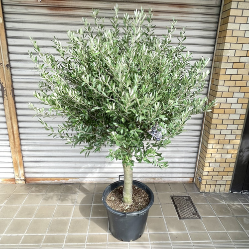 現品 超特大 盆栽樹形 オリーブの木 souju シプレッシーノ その他
