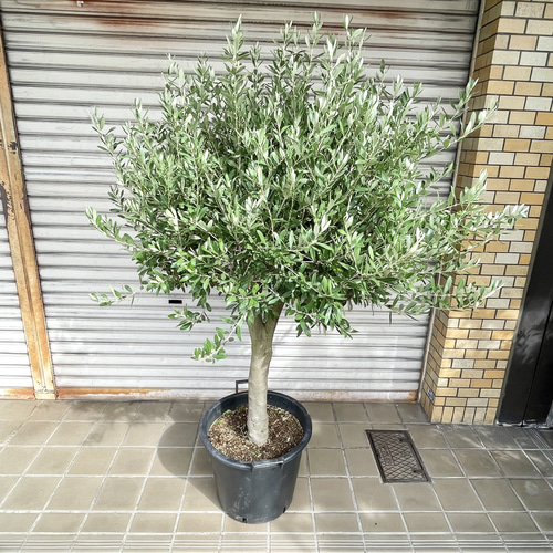 現品 超特大 盆栽樹形 オリーブの木 souju シプレッシーノ その他