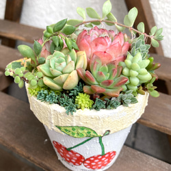 おススメ》《現物》《1点》寄せ植え 多肉植物寄植え 素焼き鉢