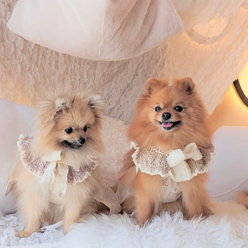 犬用 猫用 スタイ ケープ ペット服・アクセサリー Fuwan 通販 18436613