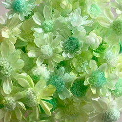 スターフラワーブロッサム ミルクティーブラウン ヘッド 30個 花材