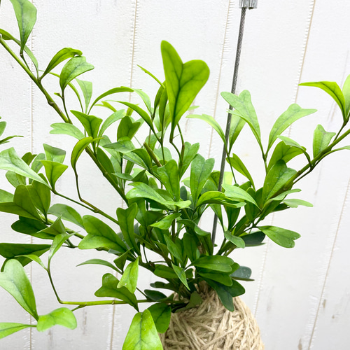 数量限定 シェフレラ トライアンギュラス ハンギング その他インテリア