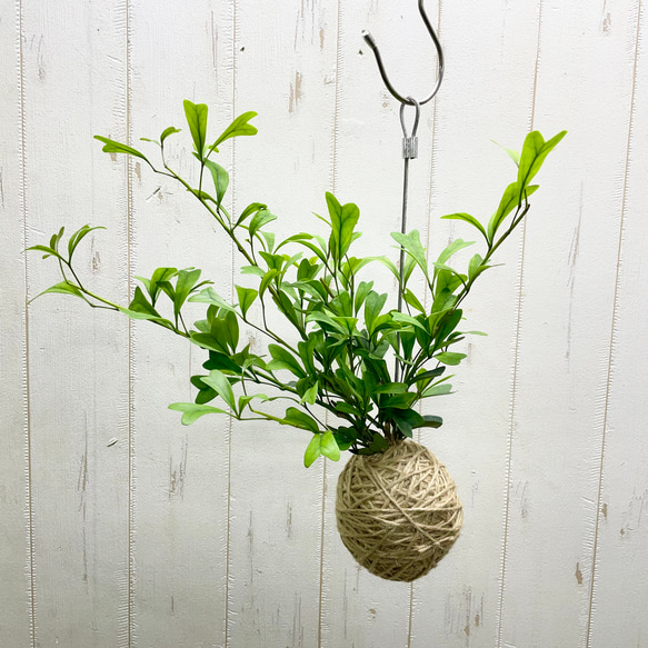 数量限定 シェフレラ トライアンギュラス ハンギング その他インテリア