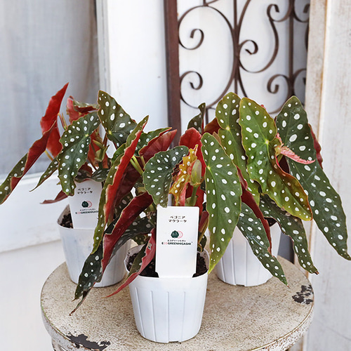 観葉植物 木立性 ベゴニア マクラータ 3号 多年草 個性的 エキゾチック