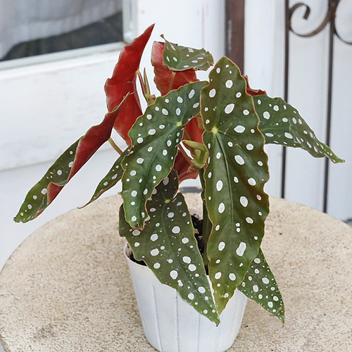 観葉植物 木立性 ベゴニア マクラータ 3号 多年草 個性的 エキゾチック