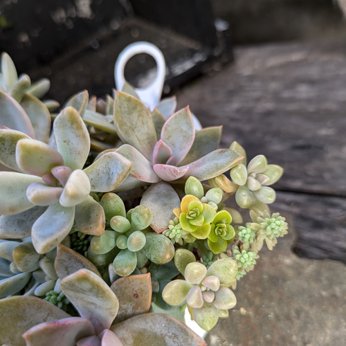 多肉植物 桜牡丹と初恋の寄せ植え 多肉植物 ミクロ 通販