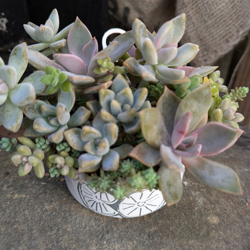 多肉植物 桜牡丹と初恋の寄せ植え 多肉植物 ミクロ 通販