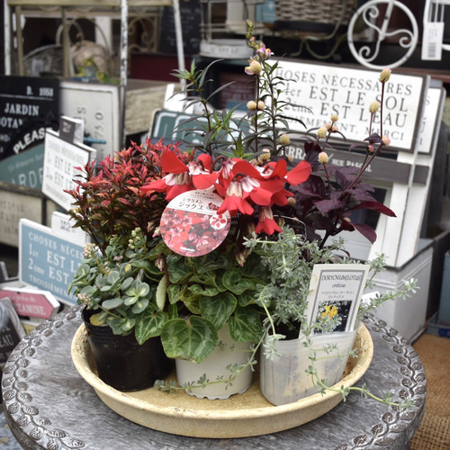 個性派シクラメン 「ジックス」のシック寄せ植え ※寄せ植えセット 花苗