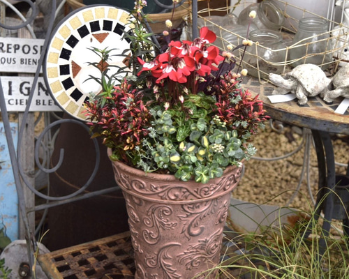 寄植え 個性派シクラメン 「ジックス」のシック寄せ植え ※完成品 花苗 鉢花