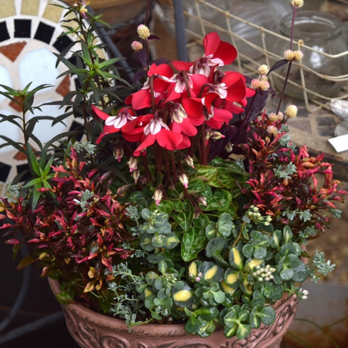 個性派シクラメン 「ジックス」のシック寄せ植え ※完成品 花苗 鉢花