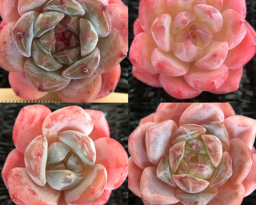 714ead3f7663996425e62ee53faf83