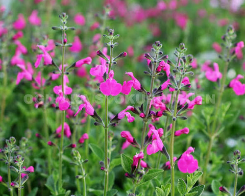 チェリーセージ ピンクブラッシュ 挿し穂 15cm 2本 その他素材 mofrin