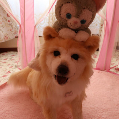 オーダーペットのぬいぐるみ リアルな犬猫ぬいぐるみ 等身大の