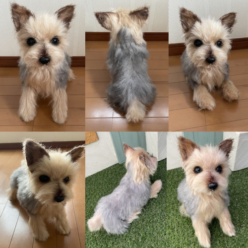 オーダーペットのぬいぐるみ リアルな犬猫ぬいぐるみ 等身大の