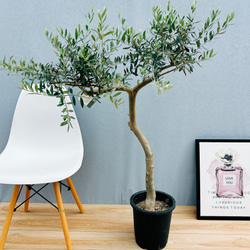 9a57ee5f304d2736ab94b01cbb0a27