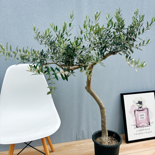 現品］☆一点限り☆ 52番 創樹 オリーブ ペンドリノ 8号 観葉植物