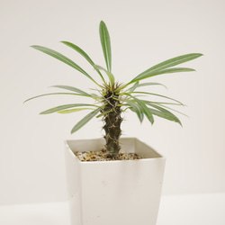 パキポディウム ラメリー その他インテリア雑貨 マミドリ 通販