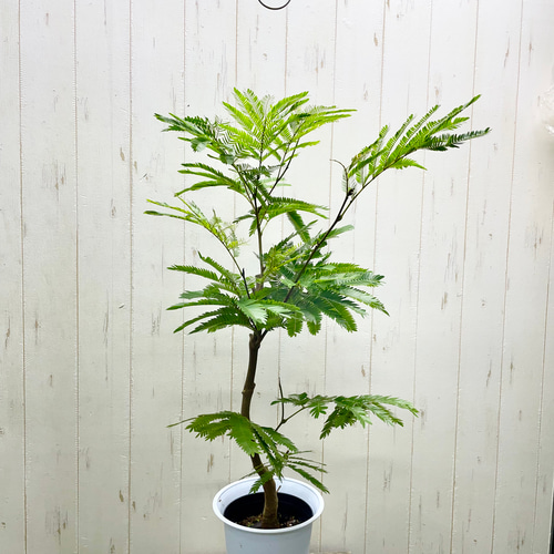 【レア入荷　超特大　美形】ネムノキ　エバーフレッシュ 幹極太 樹形良好 ネムノキ エバーフレッシュ｜Yahoo!フリマ（旧