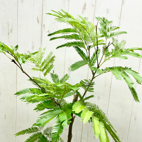 再入荷！ 幹極太株 ネムノキ エバーフレッシュ 受皿付 その他