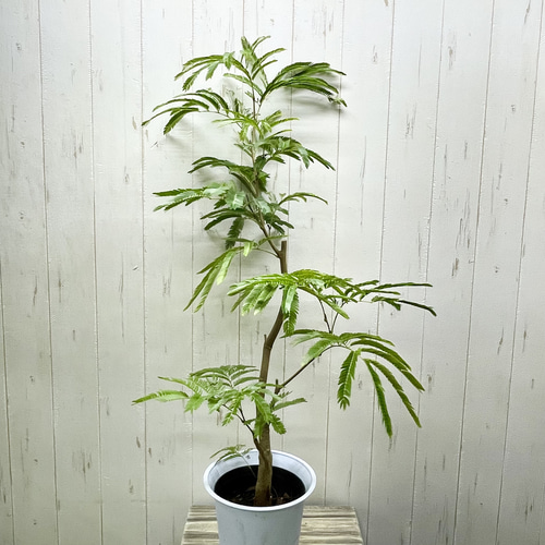 再入荷！ 幹極太株 ネムノキ エバーフレッシュ 受皿付 その他