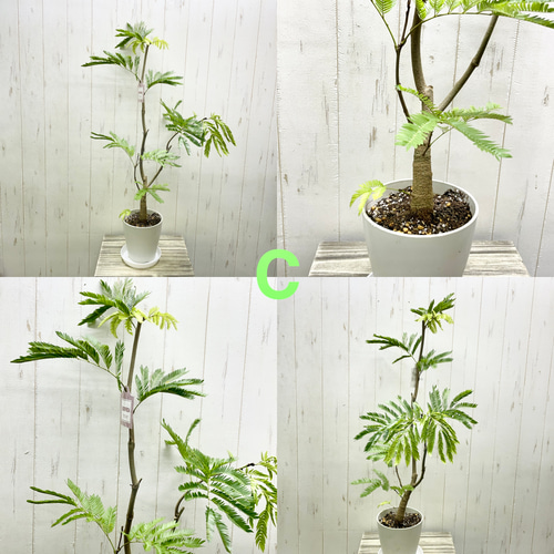 ★極太幹★　エバーフレッシュ　ネムノキ　希少サイズ　6寸　70㌢ 再入荷！ 幹極太株 ネムノキ エバーフレッシュ 受皿付 その他