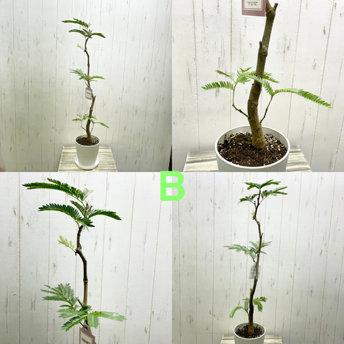 再入荷！ 幹極太株 ネムノキ エバーフレッシュ 受皿付 その他