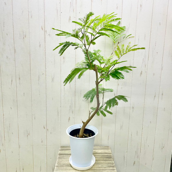 ★極太幹★　エバーフレッシュ　ネムノキ　希少サイズ　6寸　70㌢ Amazon｜エバーフレッシュ（ネムノキ）6号鉢サイズ 鉢植え｜観葉