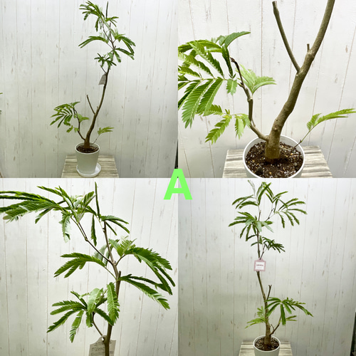 再入荷！ 幹極太株 ネムノキ エバーフレッシュ 受皿付 その他