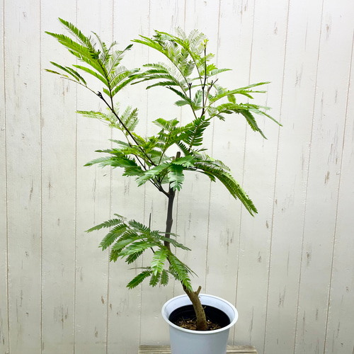 【レア入荷　超特大　美形】ネムノキ　エバーフレッシュ ⑥ エバーフレッシュ 7号 盆栽仕立て 最高等級極上品‼️ - メルカリ