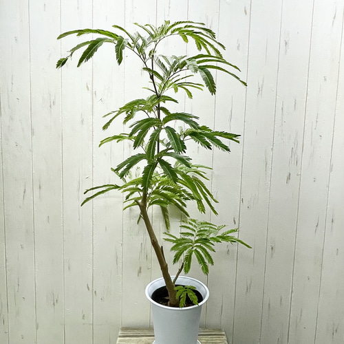 【レア入荷　超特大　美形】ネムノキ　エバーフレッシュ 再入荷！ 幹極太株 ネムノキ エバーフレッシュ 受皿付 その他