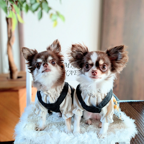 小型犬用 ♡ 秋冬犬服 ♡ 着脱楽ちん ♡ コットンツイードチェック  