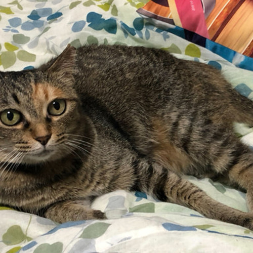 シャロ♡うちの子オーダー♡羊毛フェルト♪ハンドメイド☆ ◾羊毛フェルト「小さなわんこ」うちの子オーダー制作いたします