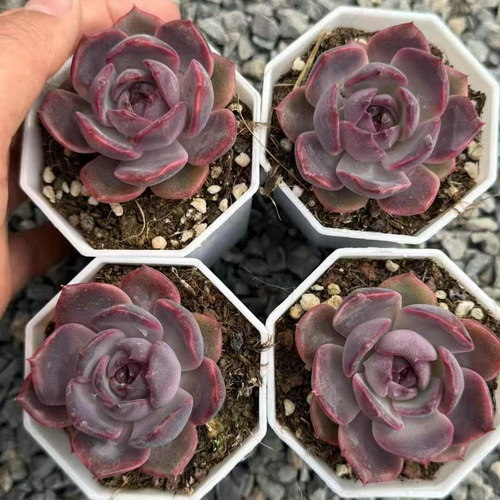 多肉植物 エケベリア ブルーベリー 5cm 抜き苗 1株 多肉植物 愛多肉