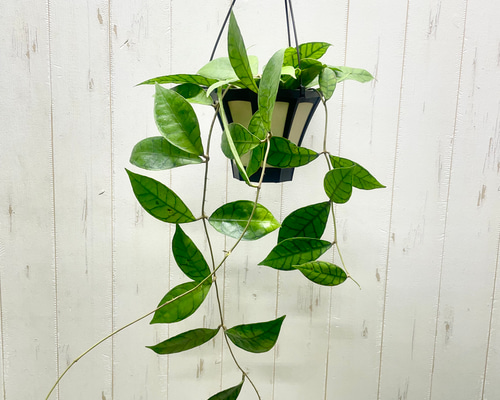 ロング ホヤ カリストフィラ 吊り鉢 その他インテリア雑貨 PLANTS SHOP