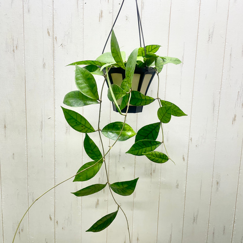 ロング ホヤ カリストフィラ 吊り鉢 その他インテリア雑貨 PLANTS SHOP