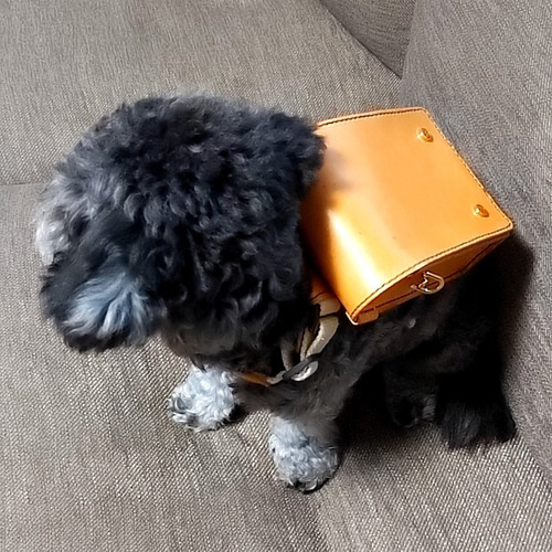 犬ランドセル♪小型犬用ランドセル♪ unnamed_56a526ad-93af-4a3c-