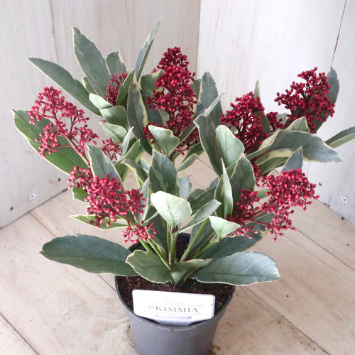 斑入り♡スキミア♡ペローサ♡常緑底木♡3.5寸♡ アートフラワー nico