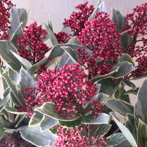 斑入り♡スキミア♡ペローサ♡常緑底木♡3.5寸♡ アートフラワー nico