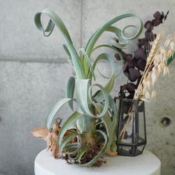 大型種の入門！チランジア・ファシクラータLLサイズ◇ギフト