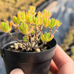 多肉植物 ドロサンテマム Ice orange 小苗 抜き苗 1株 多肉植物 愛多肉