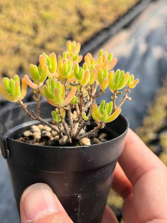 新入荷　多肉植物　ドロサンテマム　小小米　抜き苗　1株　7cm鉢 新入荷 多肉植物 ドロサンテマム 小小米 抜き苗 1株 7cm鉢 新入荷 多肉