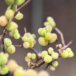 新入荷 高級苗 日本初登場 多肉植物 エケベリア 無尽灯 むじん