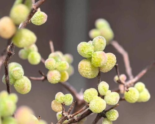 多肉植物 ドロサンテマム シュガーボール錦 抜き苗 1株 多肉植物 愛