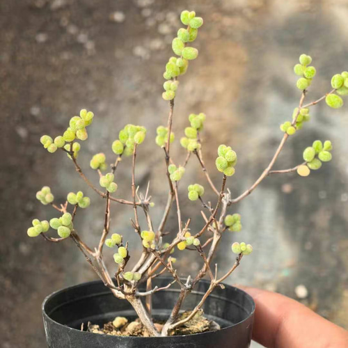 クラシック 多肉植物 多肉植物 1株 抜き苗 シュガーボール錦 ドロサンテマム その他多肉植物