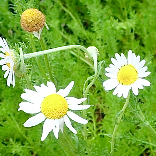 ローマンカモミール 苗 カモミール 元苗 青リンゴの香り ボリューム
