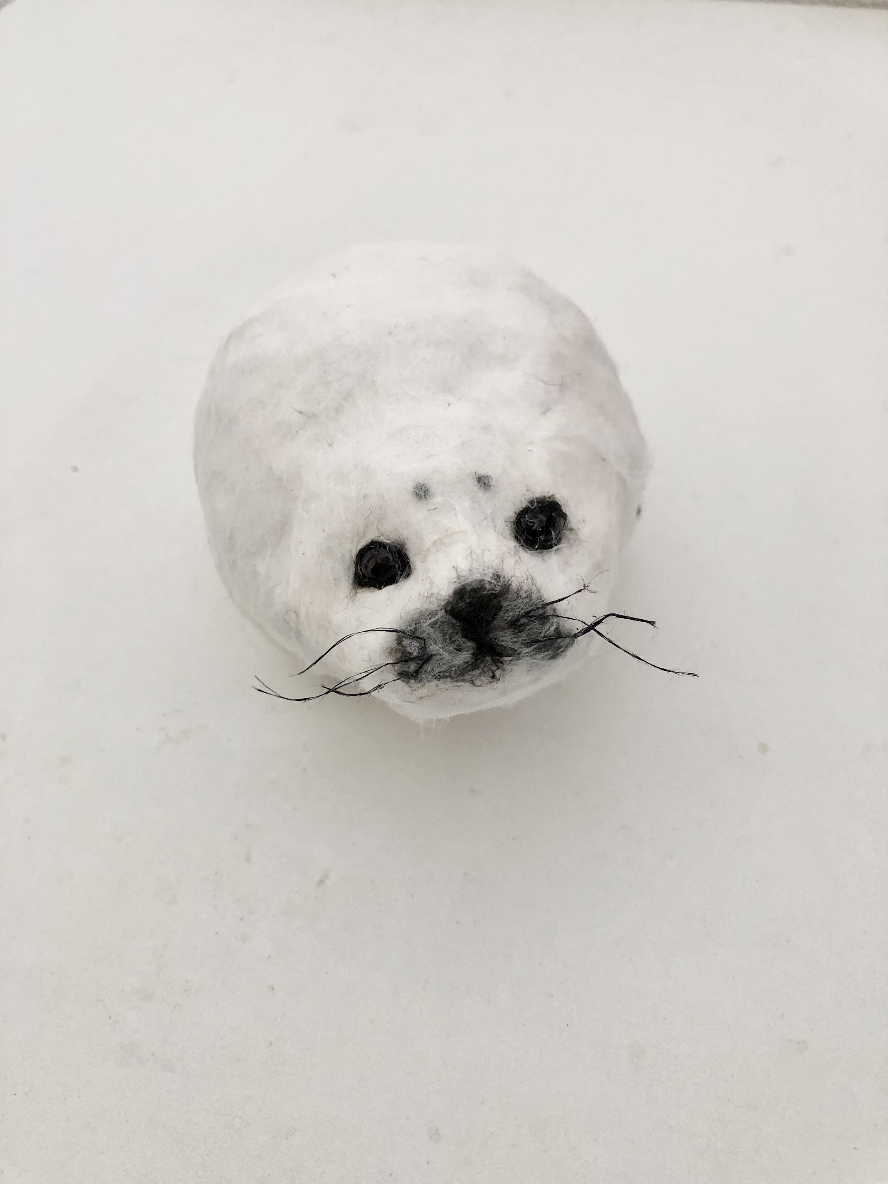アザラシ